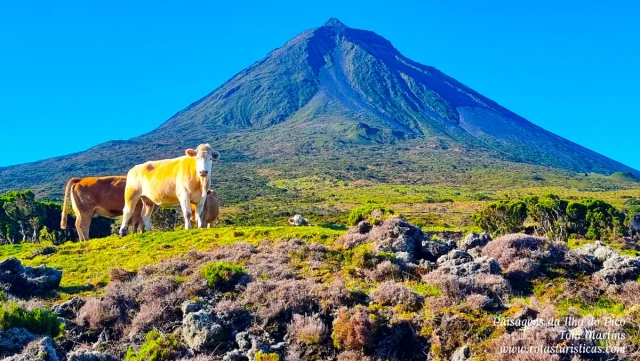 Ilha do Pico