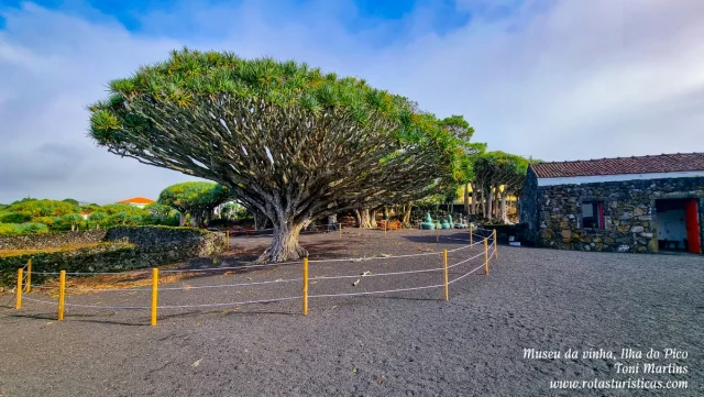 Ilha do Pico