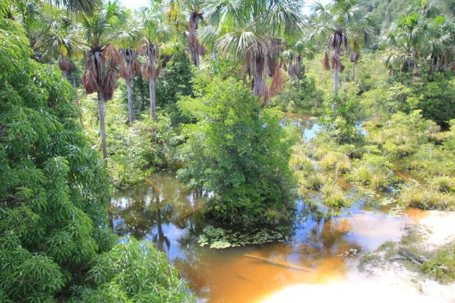 Manaus, Amazónia - Brasil