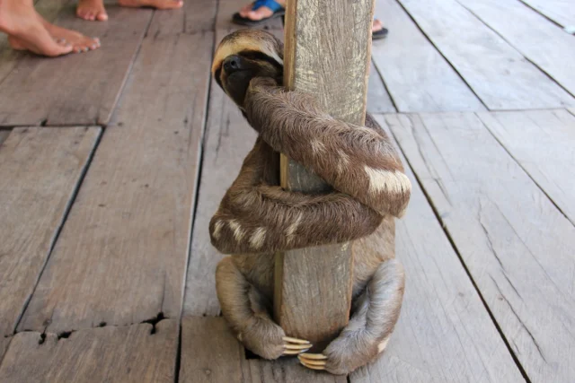 Manaus, Amazónia - Brasil