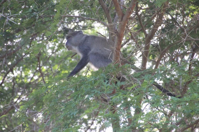 Santa Lucia - Africa do Sul