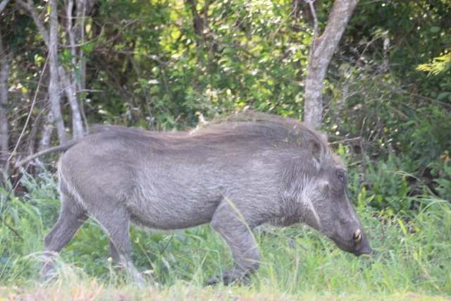Santa Lucia - Africa do Sul