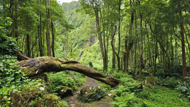 Ilha das Flores, Açores