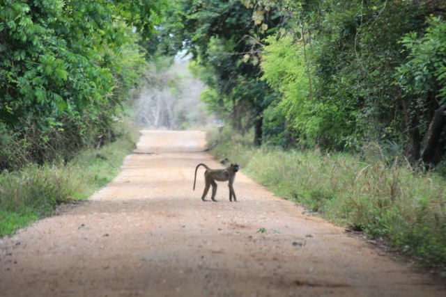 Parque Nacional da Gorongosa