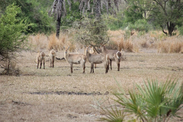 Parque Nacional da Gorongosa