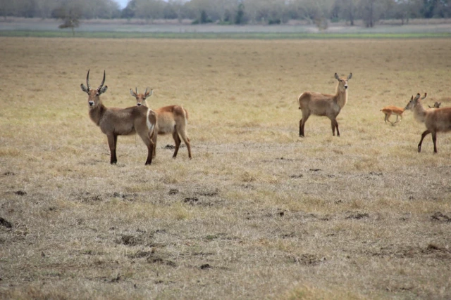 Parque Nacional da Gorongosa