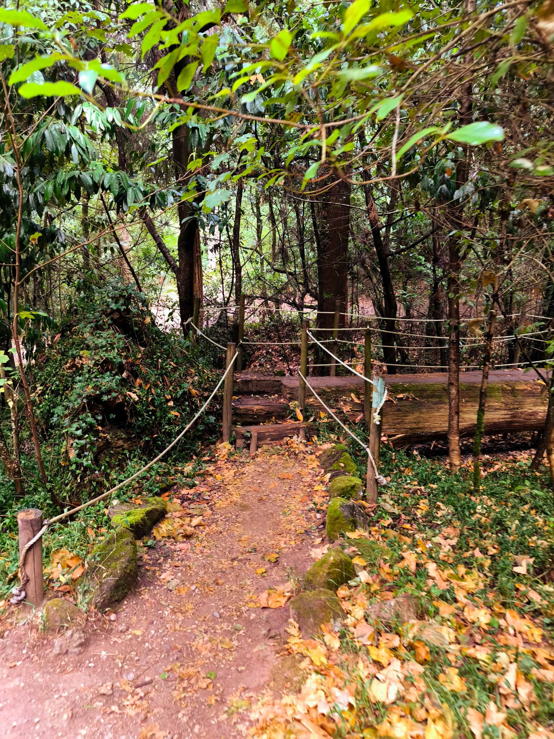 Mata do Buçaco
