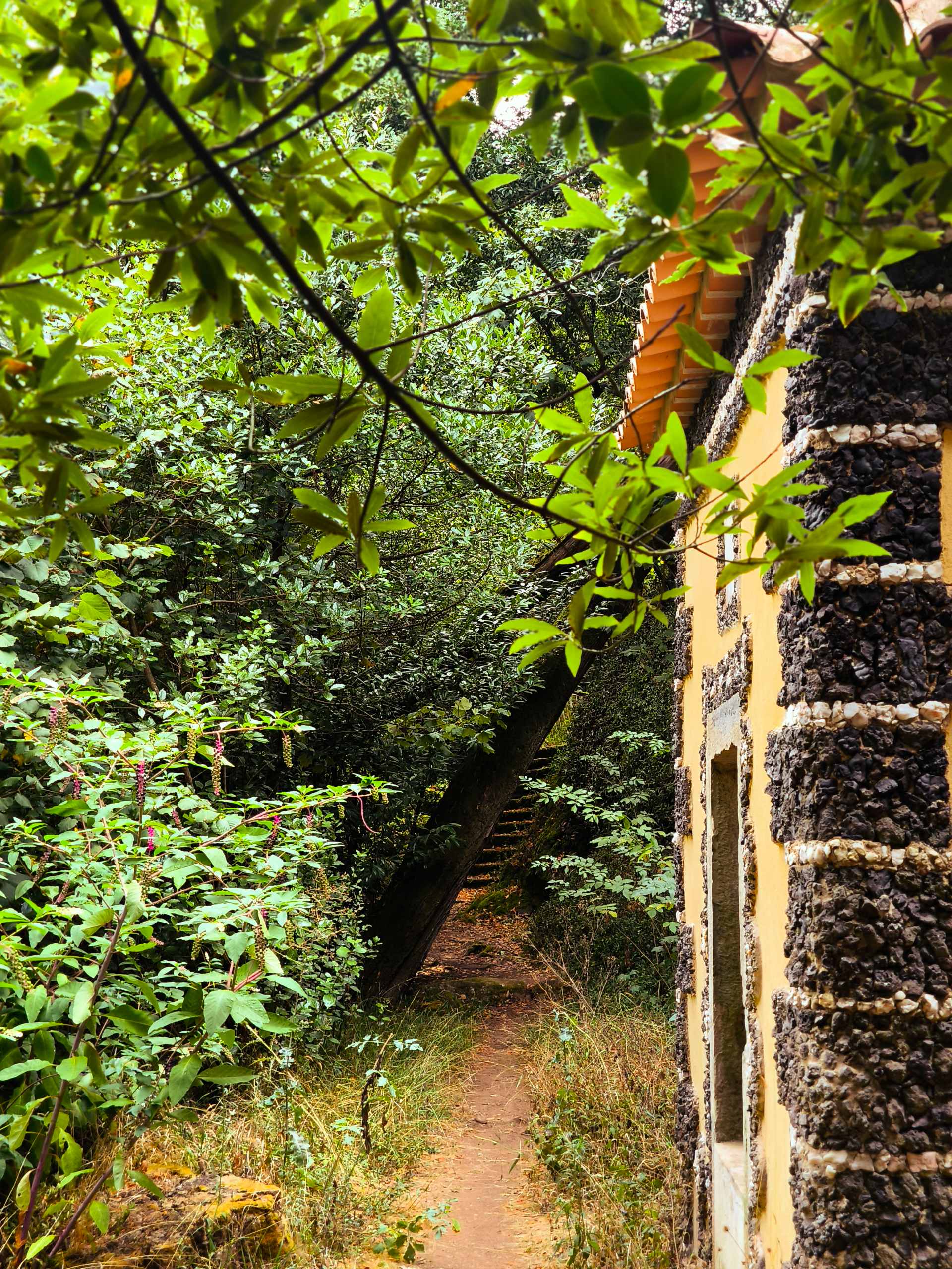 Mata do Buçaco