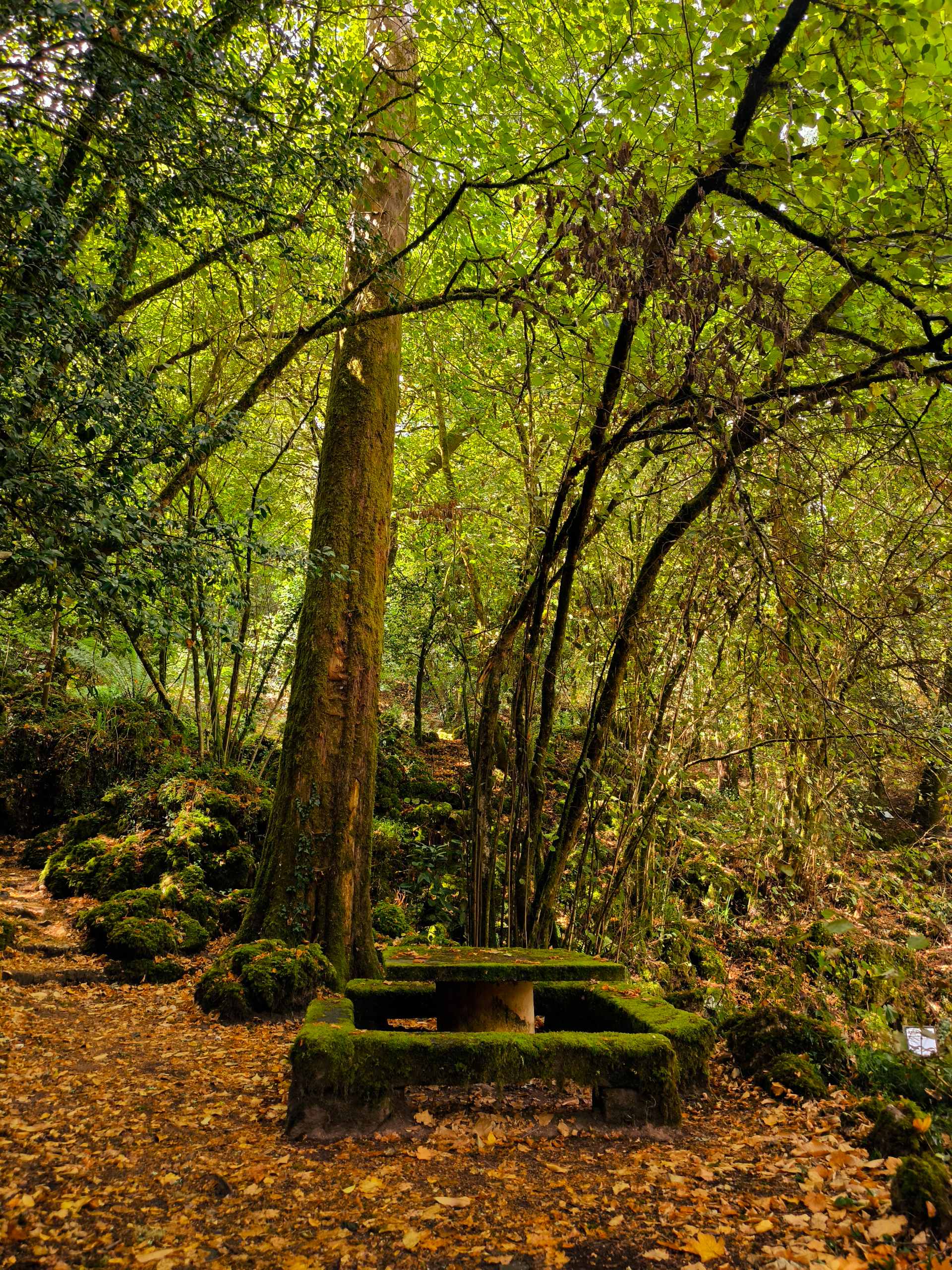 Mata do Buçaco