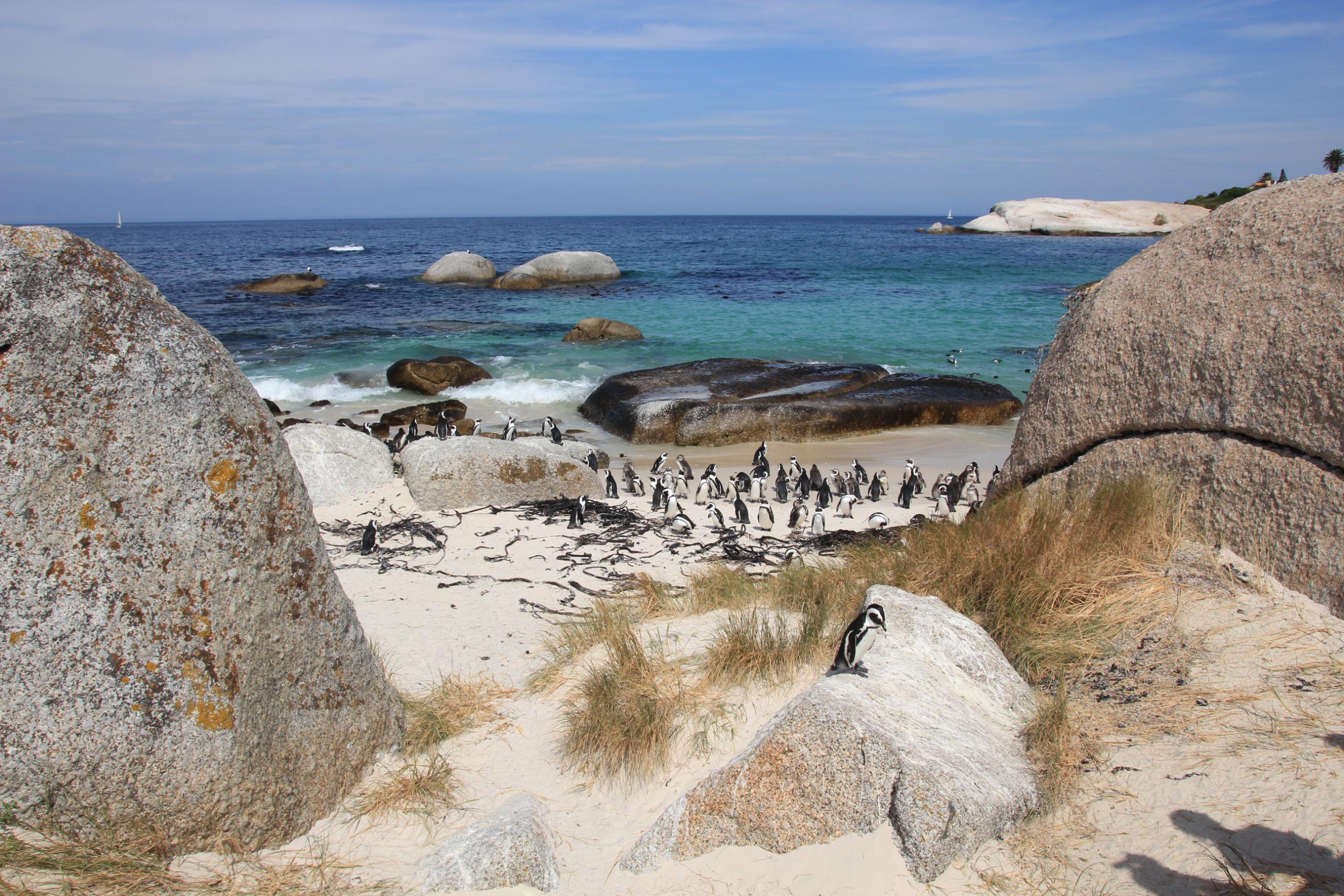 Um dia bem passado com os pinguins da Boulders Beach